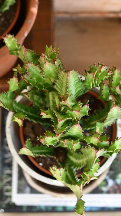 Euphorbia lactea