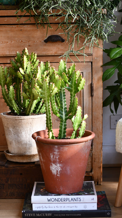 Euphorbia lactea