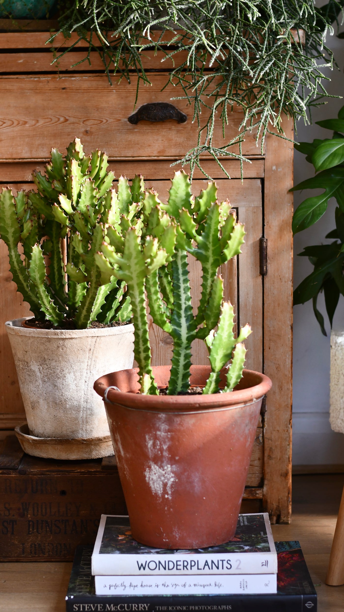 Euphorbia lactea