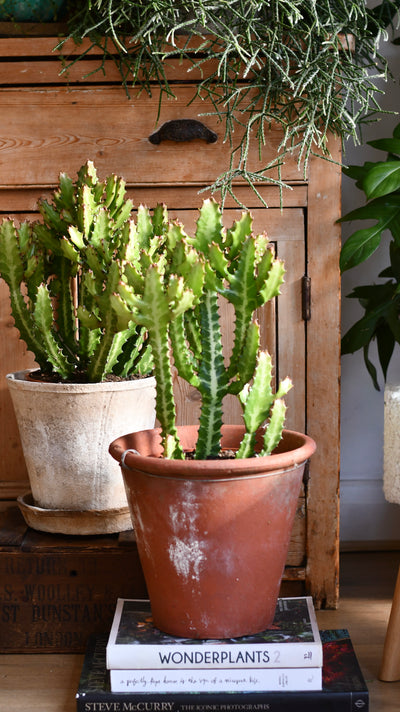 Euphorbia lactea