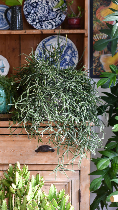 Rhipsalis pilocarpa XL – Hairy-fruited Wickerware Cactus