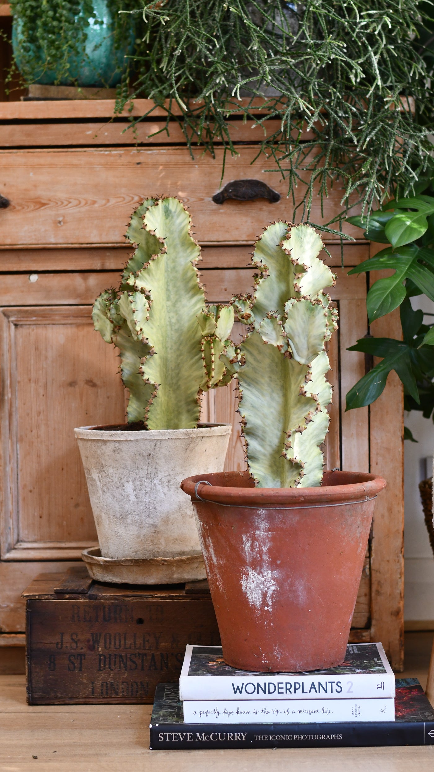 Euphorbia ingens Variegata (Variegated Candelabra Tree)