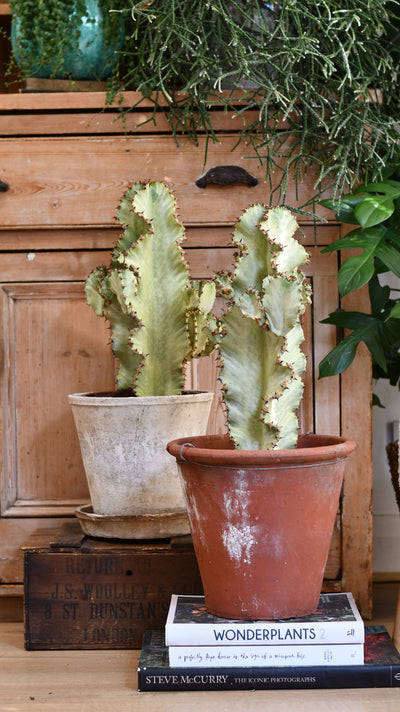 Euphorbia ingens Variegata (Variegated Candelabra Tree)