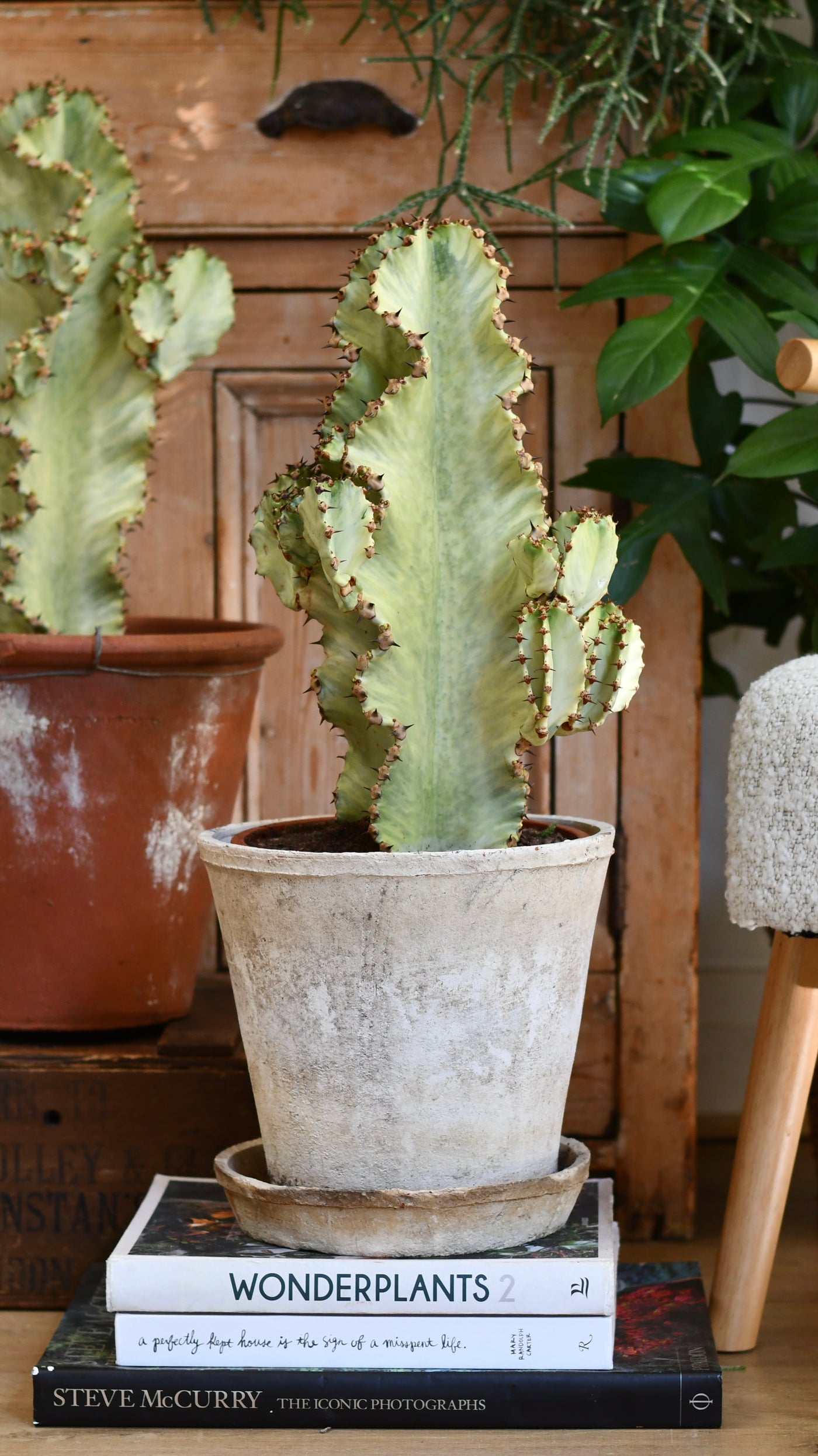 Euphorbia ingens Variegata (Variegated Candelabra Tree)