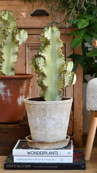 Euphorbia ingens Variegata (Variegated Candelabra Tree)