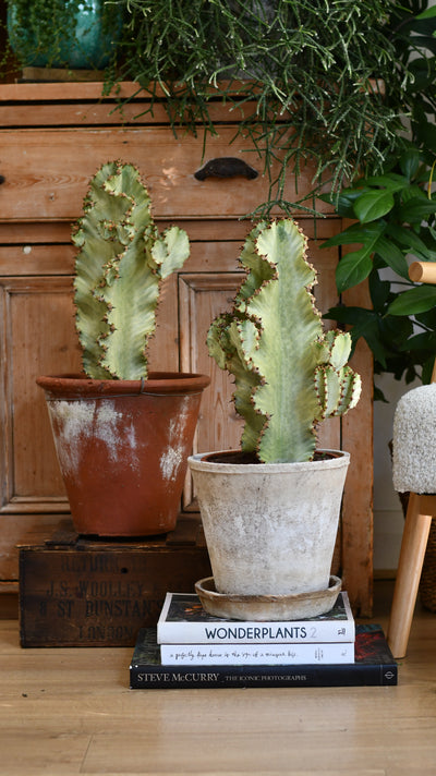 Euphorbia ingens Variegata (Variegated Candelabra Tree)