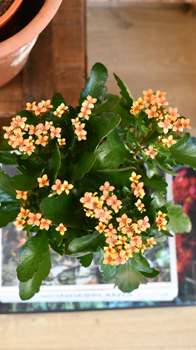 Kalanchoe blossfeldiana – Flaming Katy (12cm pots, orange, red, or yellow flowers)