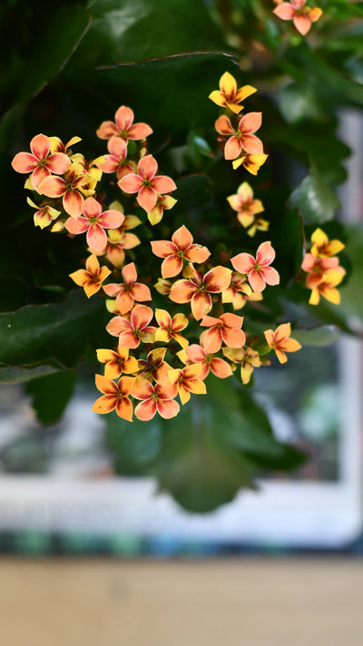 Kalanchoe blossfeldiana – Flaming Katy (12cm pots, orange, red, or yellow flowers)