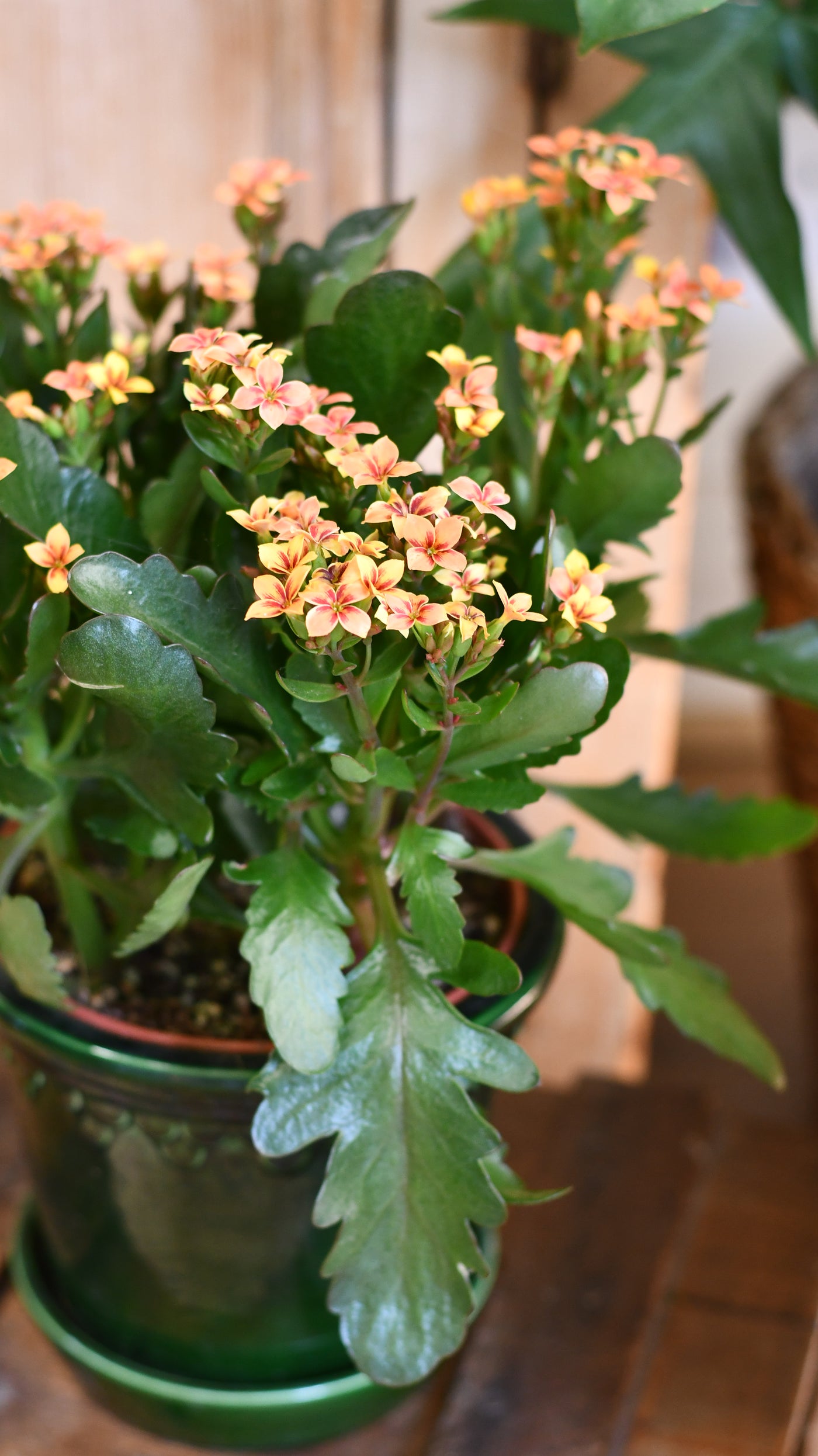 Kalanchoe blossfeldiana – Flaming Katy (12cm pots, orange, red, or yellow flowers)