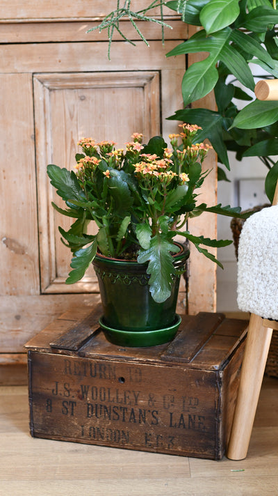 Kalanchoe blossfeldiana – Flaming Katy (12cm pots, orange, red, or yellow flowers)