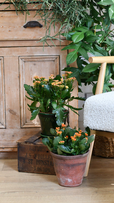 Kalanchoe blossfeldiana – Flaming Katy (12cm pots, orange, red, or yellow flowers)