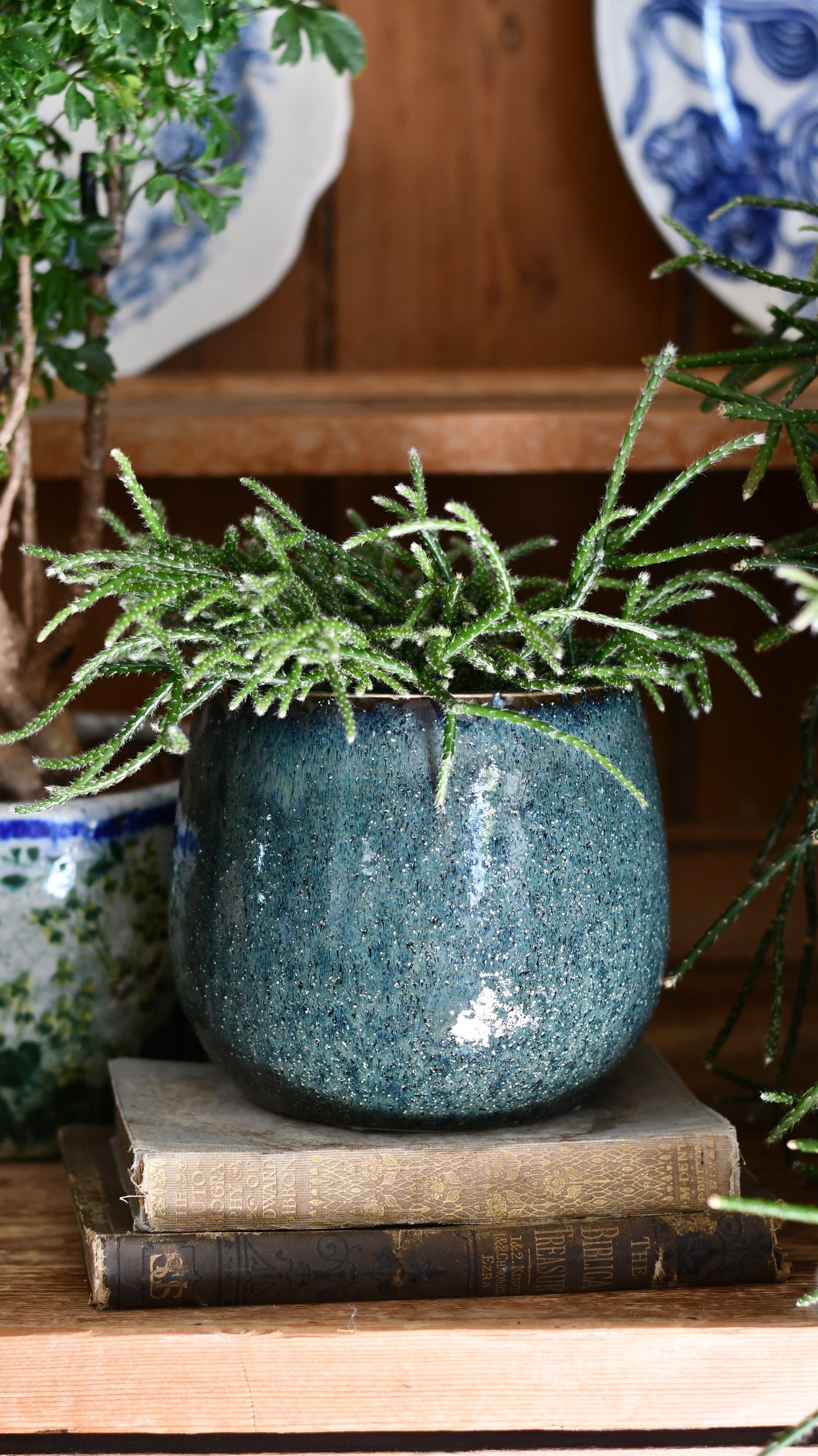 Rhipsalis pilocarpa – Hairy-fruited Wickerware Cactus (12cm pot)