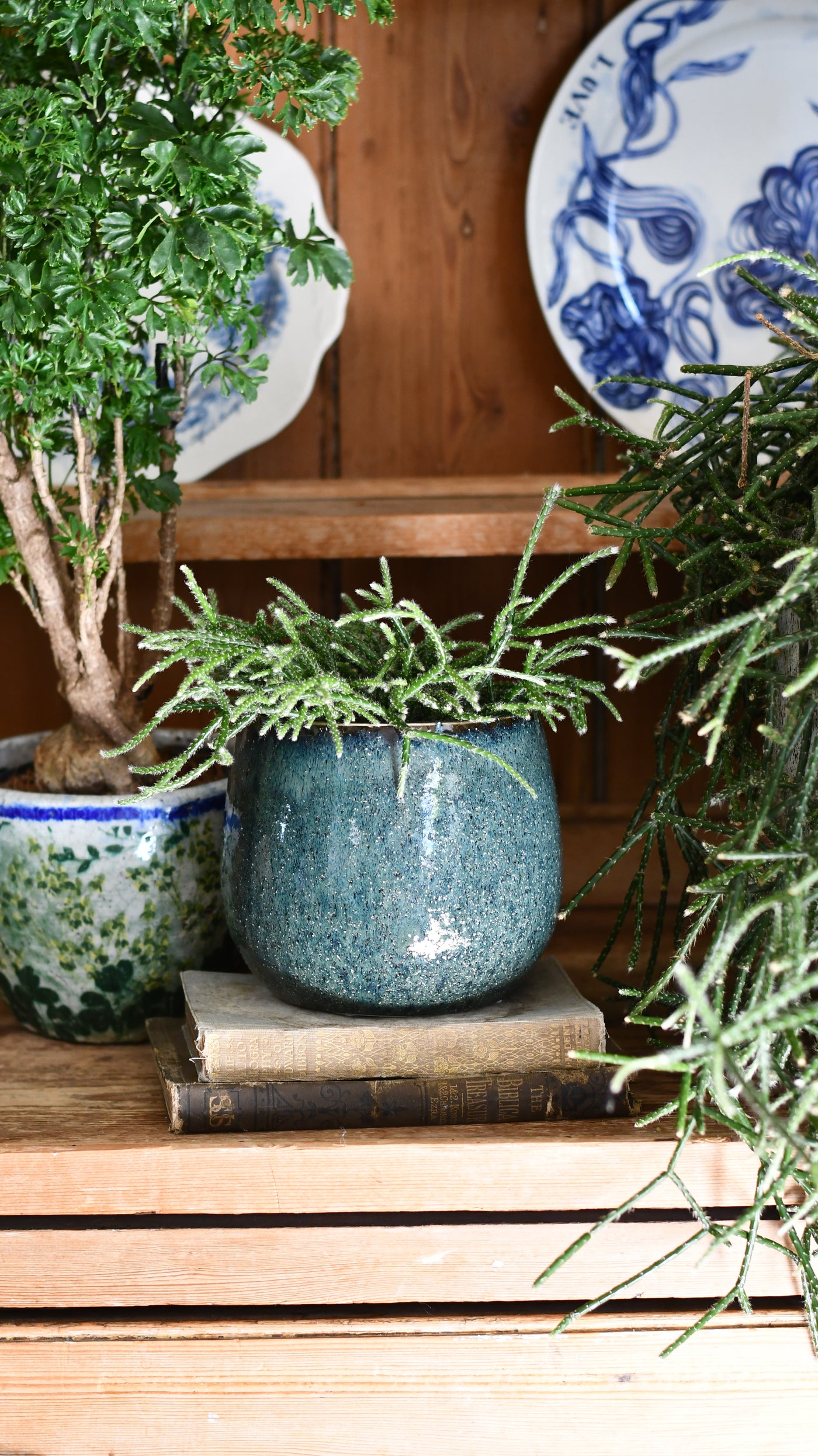 Rhipsalis pilocarpa – Hairy-fruited Wickerware Cactus (12cm pot)