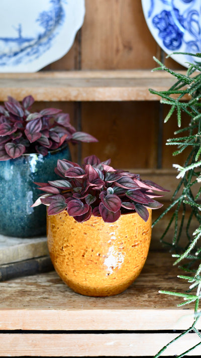 Peperomia caperata Cayenne