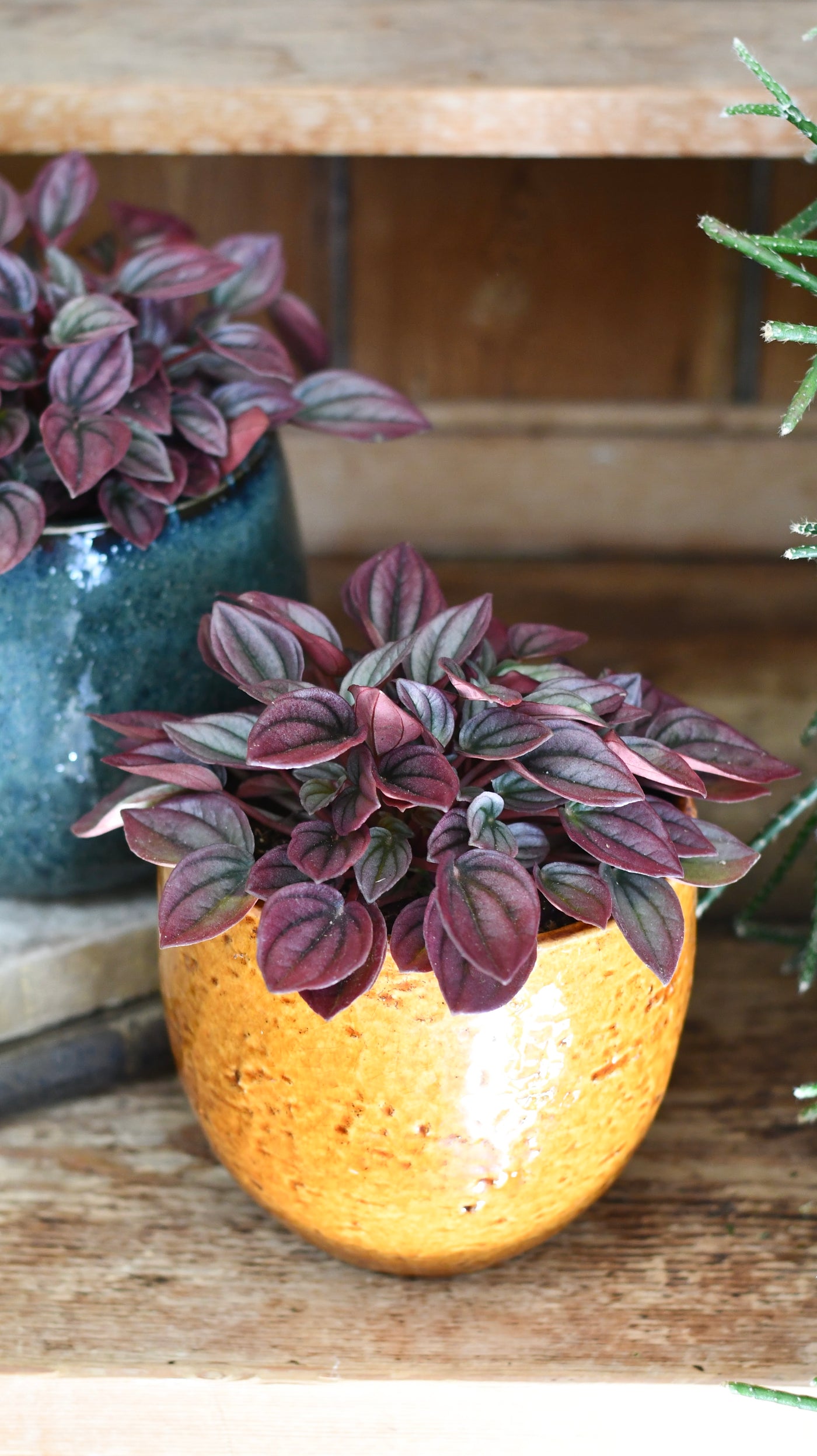 Peperomia caperata Cayenne