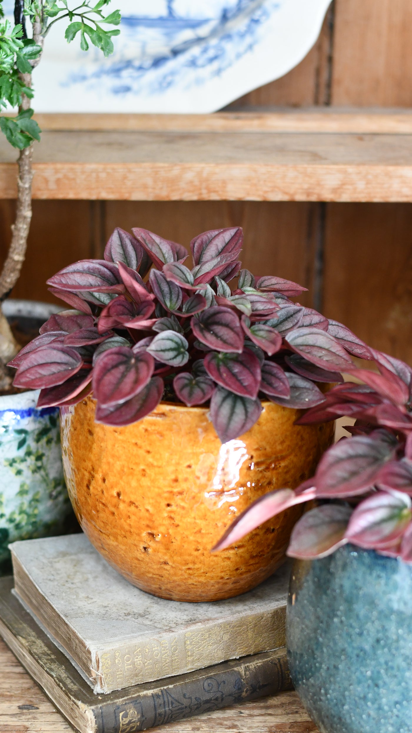 Peperomia caperata Cayenne
