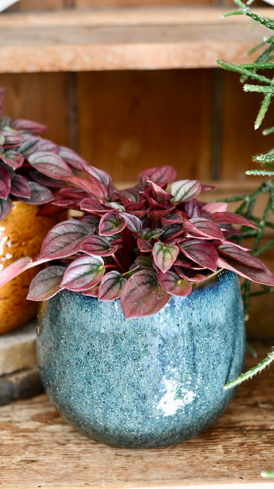 Peperomia caperata Cayenne