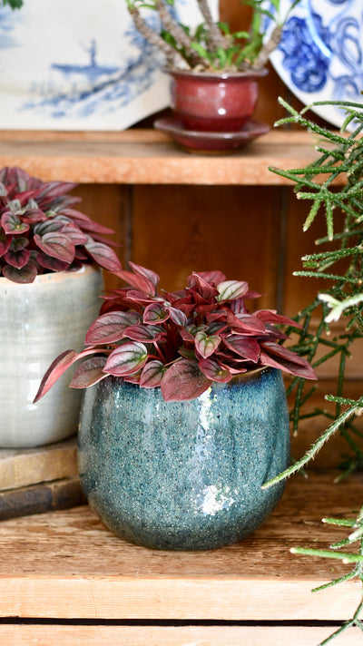 Peperomia caperata Cayenne