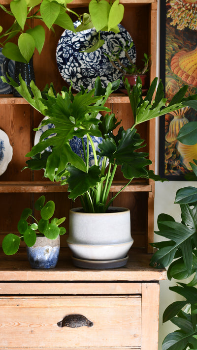 Jent Cotton Ceramic Pot & Saucer (D21 x H17cm) – Neutral Glaze Indoor Planter