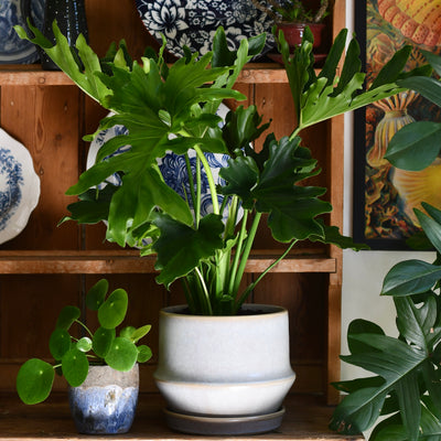 Jent Cotton Ceramic Pot & Saucer (D21 x H17cm) – Neutral Glaze Indoor Planter