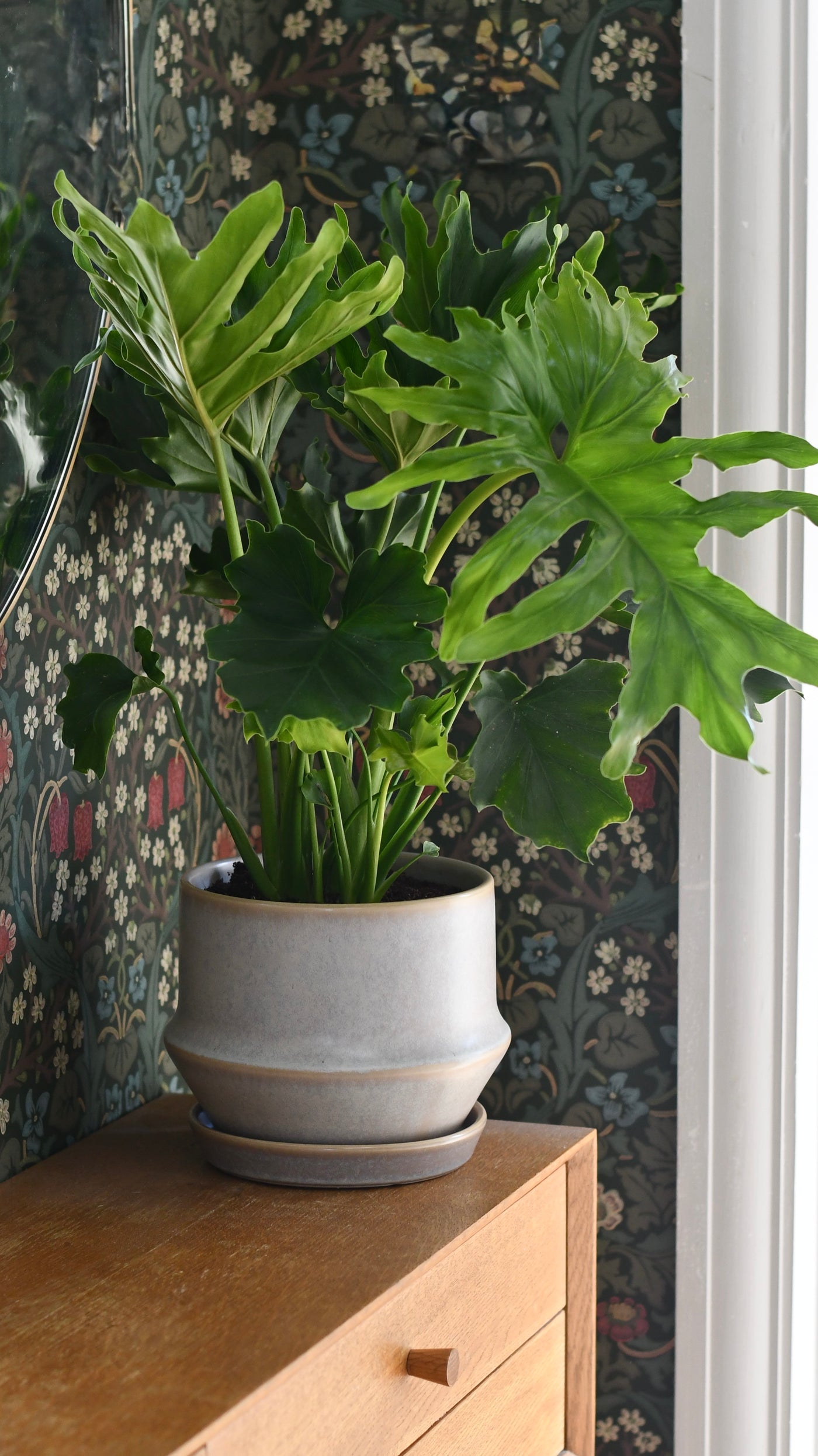 Jent Cotton Ceramic Pot & Saucer (D21 x H17cm) – Neutral Glaze Indoor Planter