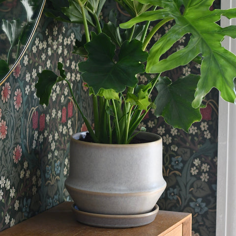 Jent Cotton Ceramic Pot & Saucer (D21 x H17cm) – Neutral Glaze Indoor Planter