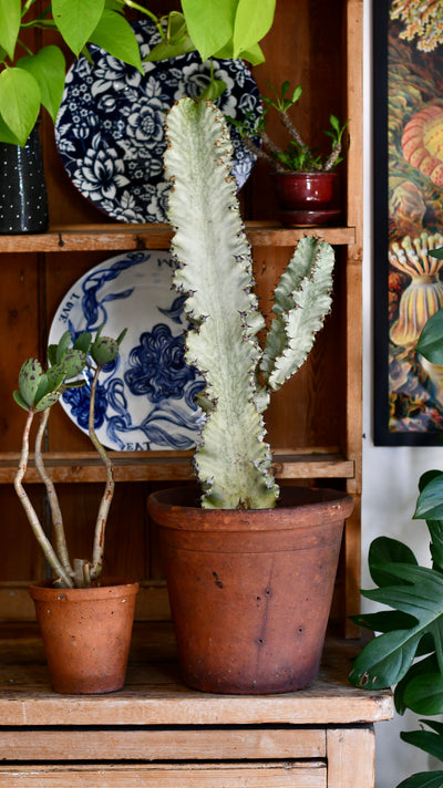 Euphorbia Ingens Variegata - Ghost Euphorbia 75cm