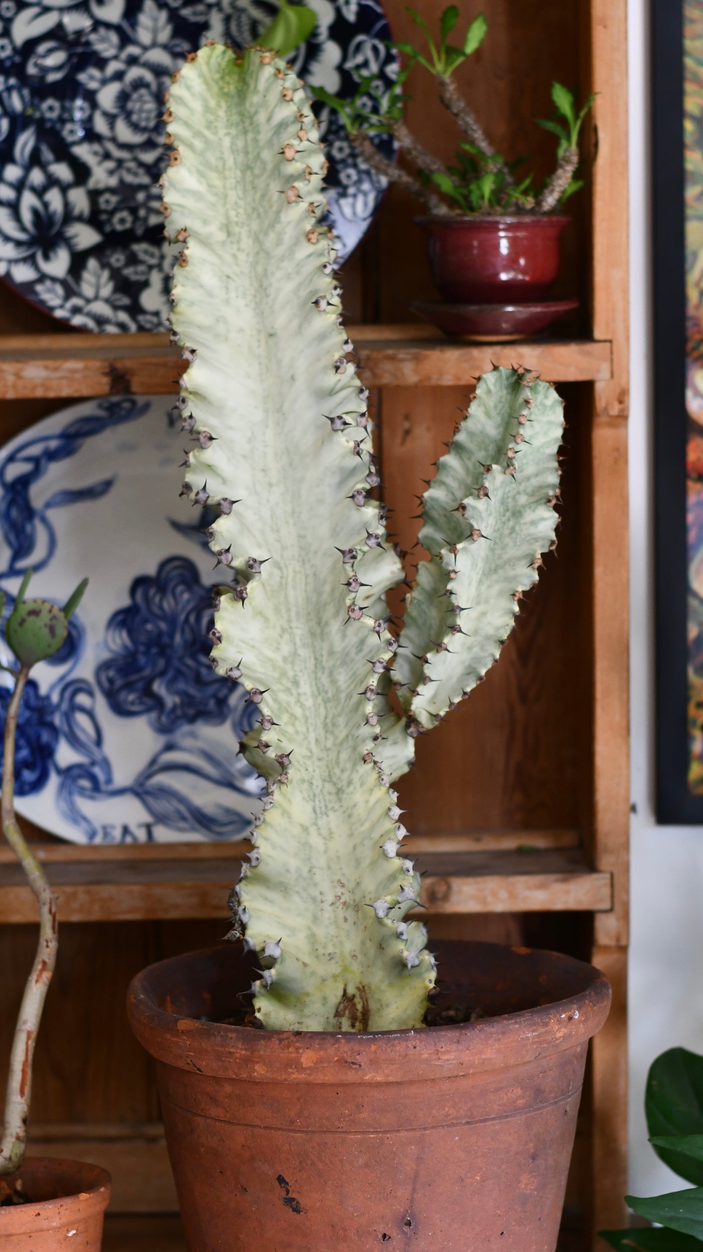 Euphorbia Ingens Variegata - Ghost Euphorbia 75cm