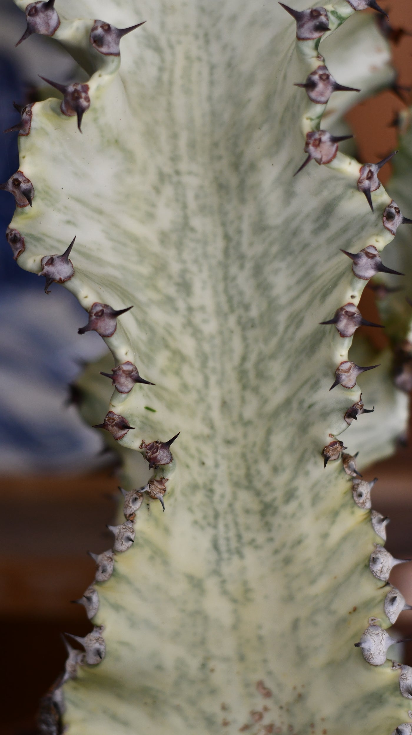 Euphorbia Ingens Variegata - Ghost Euphorbia 75cm