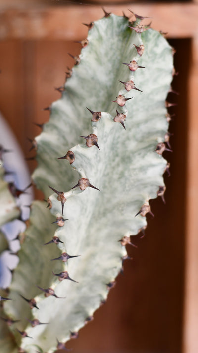 Euphorbia Ingens Variegata - Ghost Euphorbia 75cm