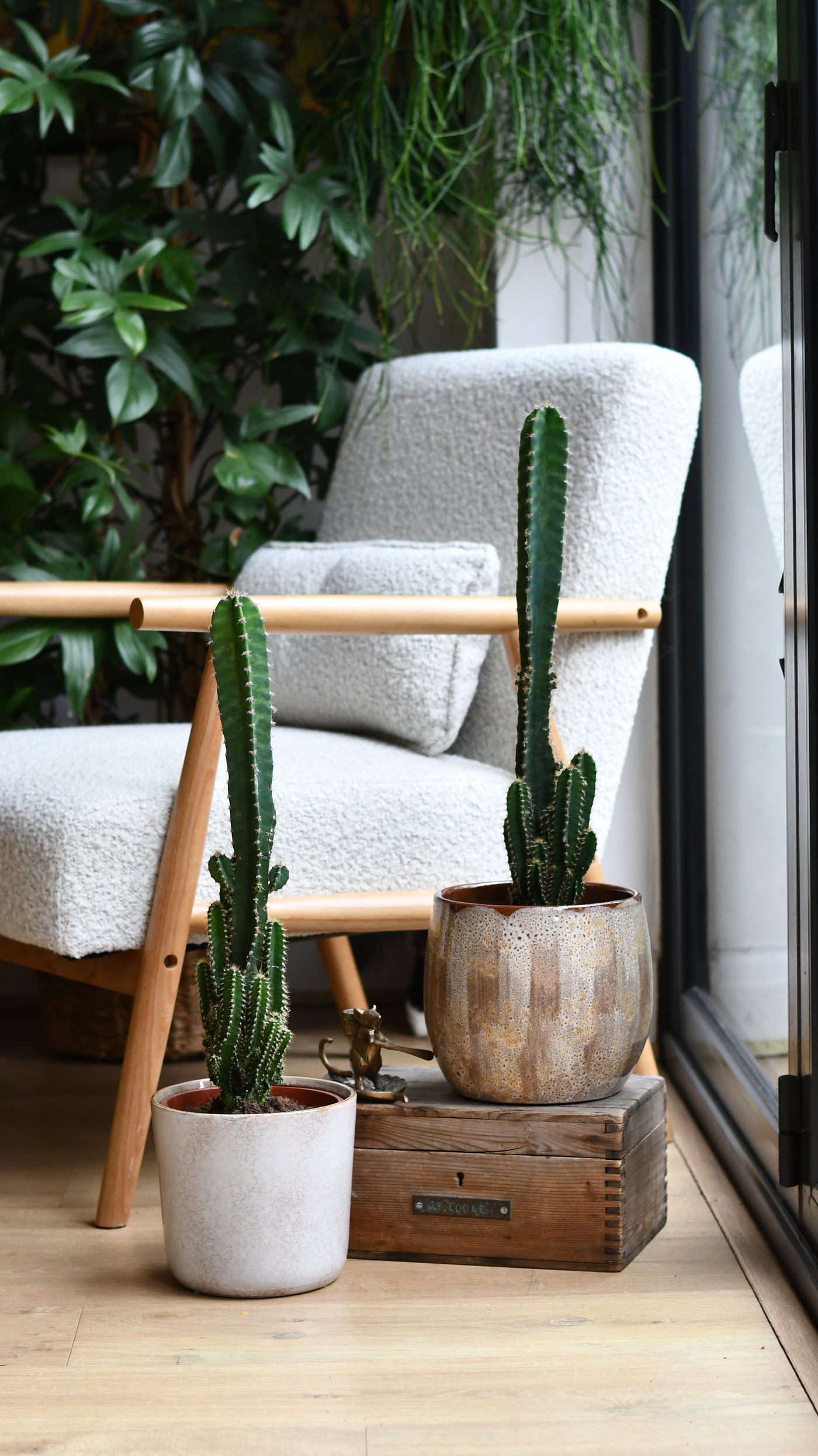 Cereus florida – Tall Architectural Indoor Cactus