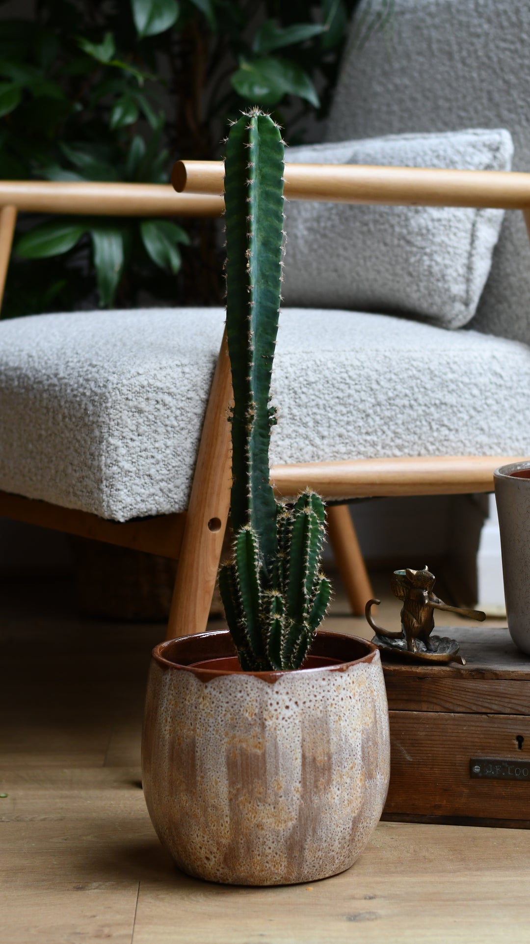 Cereus florida | Cactus Plant