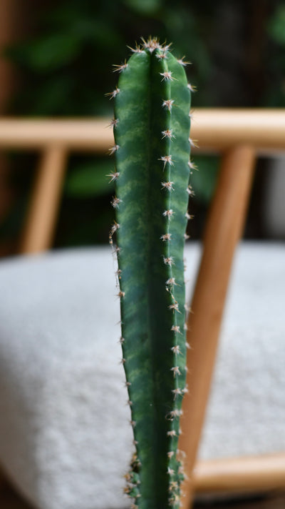 Cereus florida – Tall Architectural Indoor Cactus