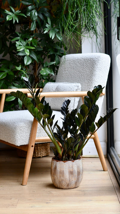 Zamioculcas Zamiifolia | ZZ Raven