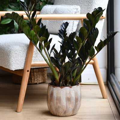 Suus Latte Ceramic Pot 18cm – Warm Reactive Glaze Planter
