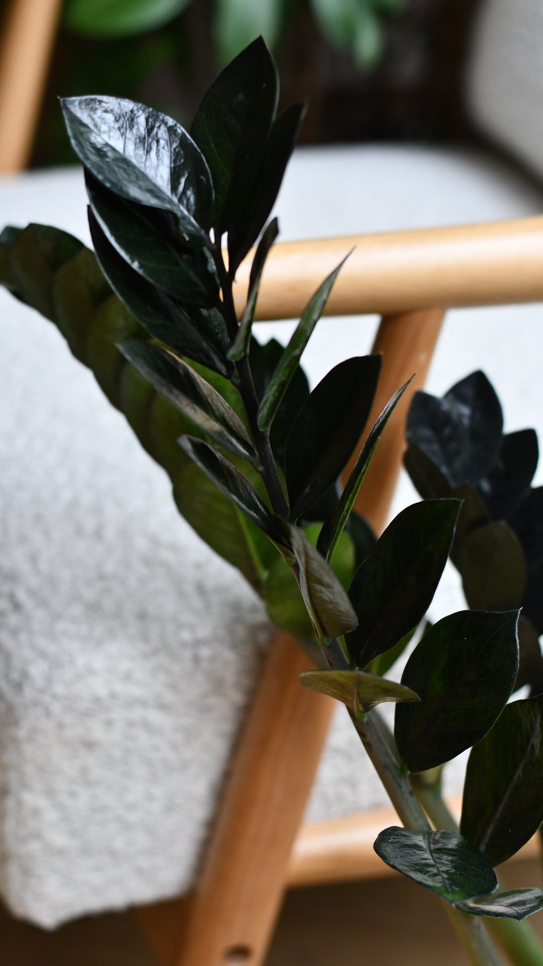 black zz plant uk Small Zamioculcas Zamiifolia | ZZ Raven