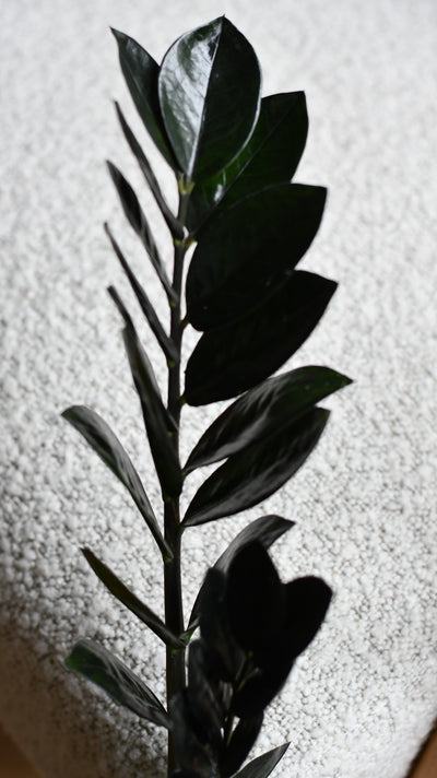 Zamioculcas Zamiifolia | ZZ Raven