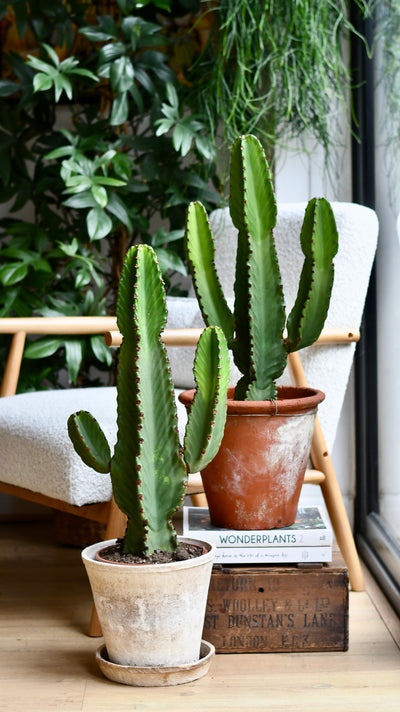 Euphorbia Ingens (Cowboy Cactus)