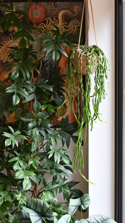 Rhipsalis Paradoxa, the Chain Cactus
