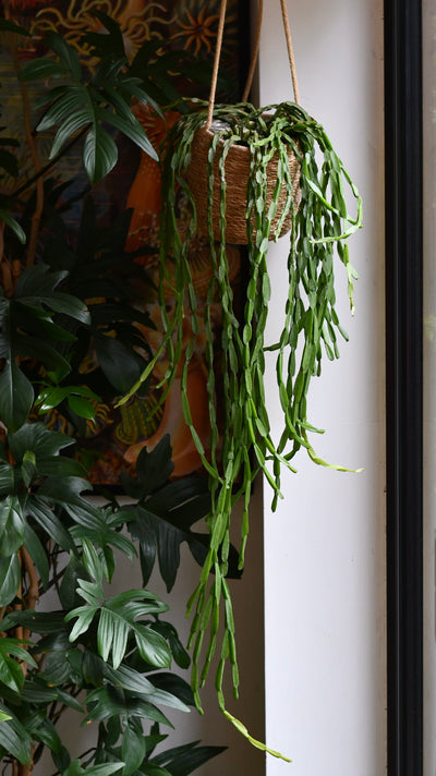 Rhipsalis Paradoxa, the Chain Cactus