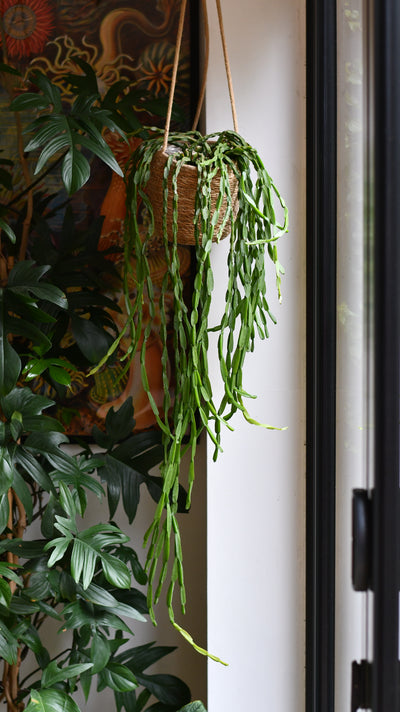 Rhipsalis Paradoxa, the Chain Cactus