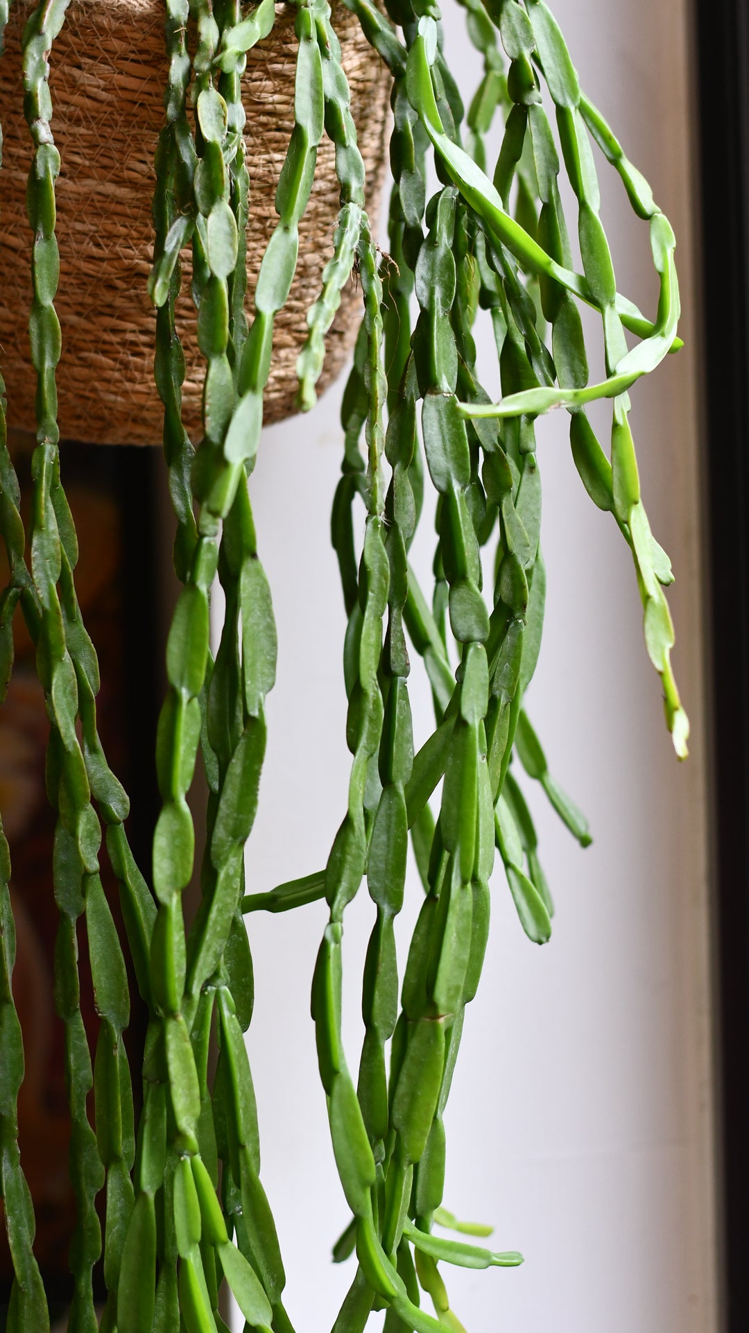 Rhipsalis Paradoxa | Chain Cactus