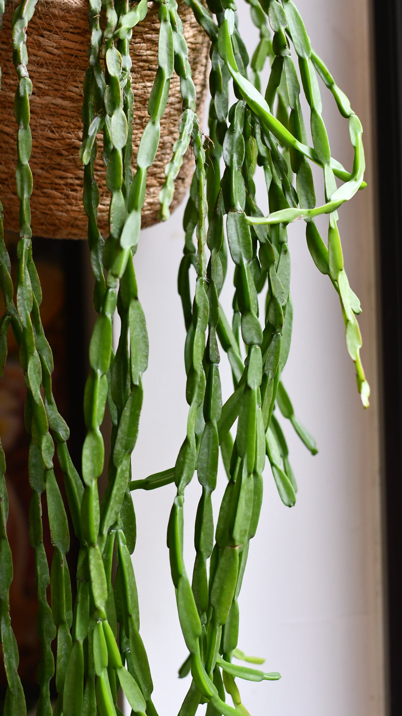 Rhipsalis Paradoxa, the Chain Cactus