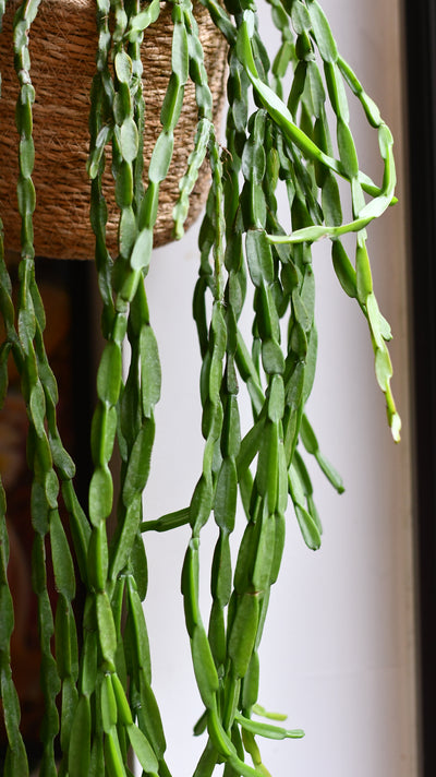 Rhipsalis Paradoxa, the Chain Cactus