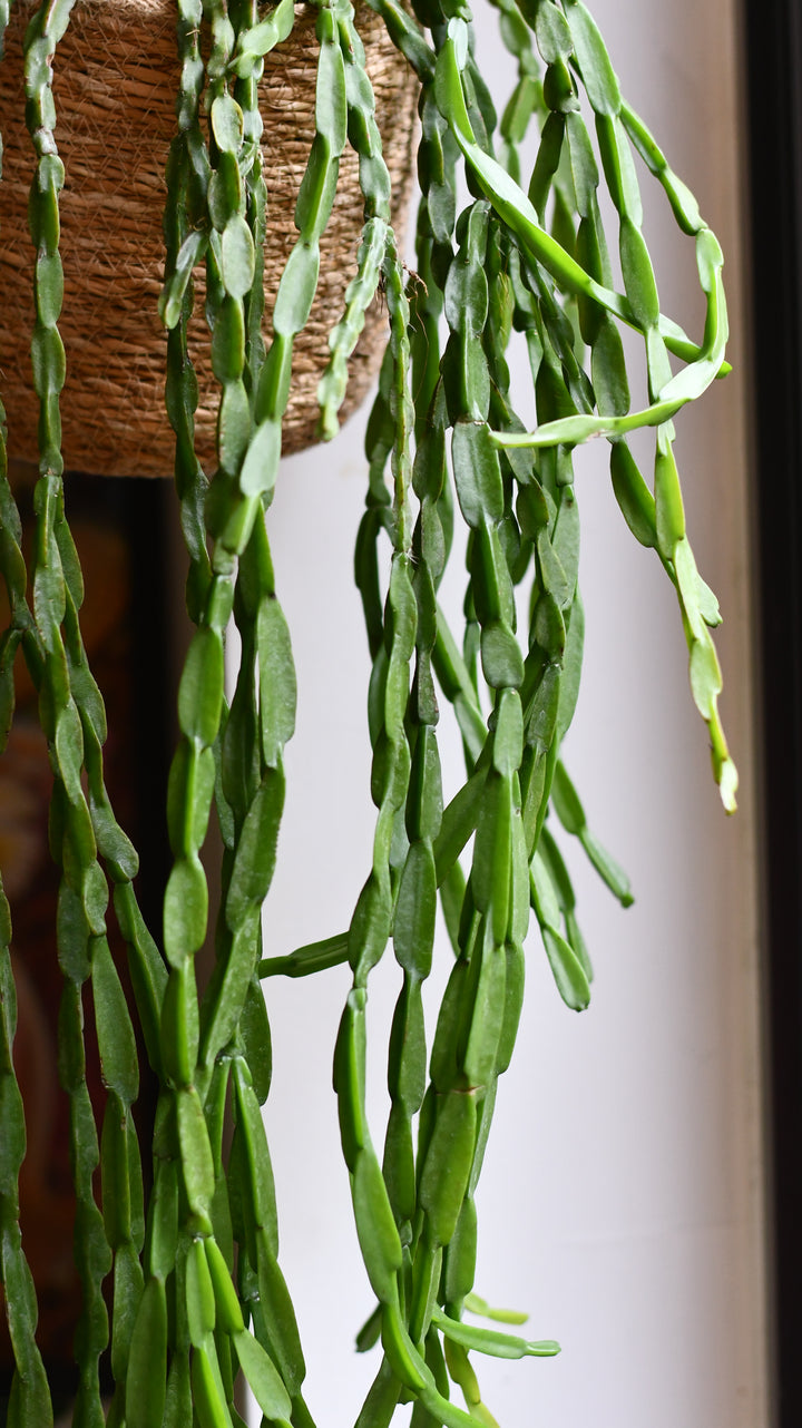Rhipsalis Paradoxa | Chain Cactus | Happy Houseplants – Happy