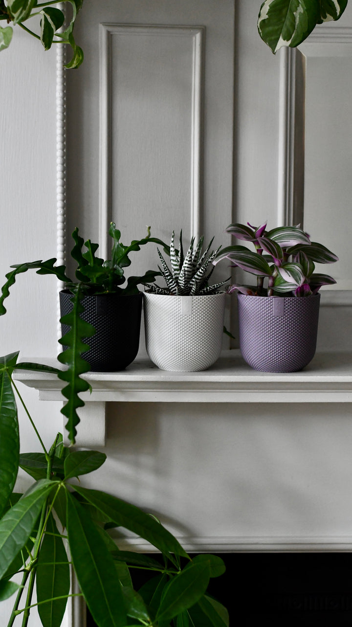 lilac indoor plant pots Mini Lavender Lilac Indoor Plant Pot – 9cm Round Recycled Plastic Plan – Happy Houseplants
