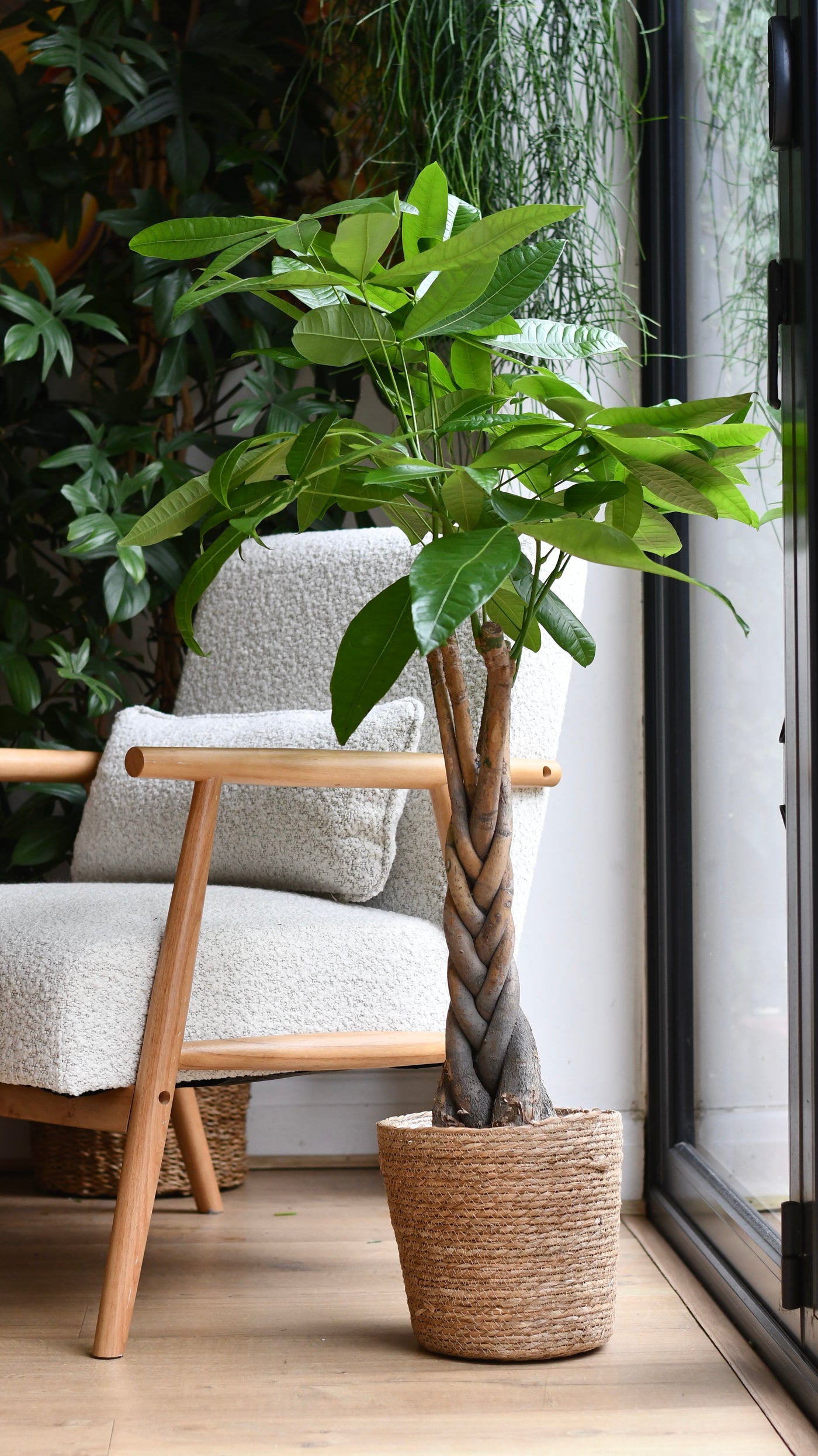 Pachira Tree in Basket