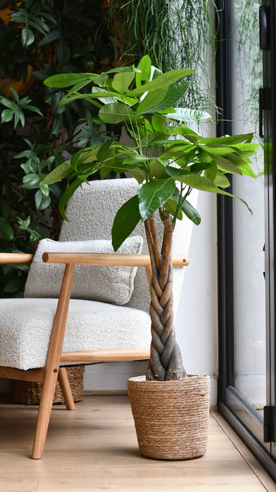 Pachira Tree in Basket