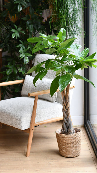 Pachira Tree in Basket