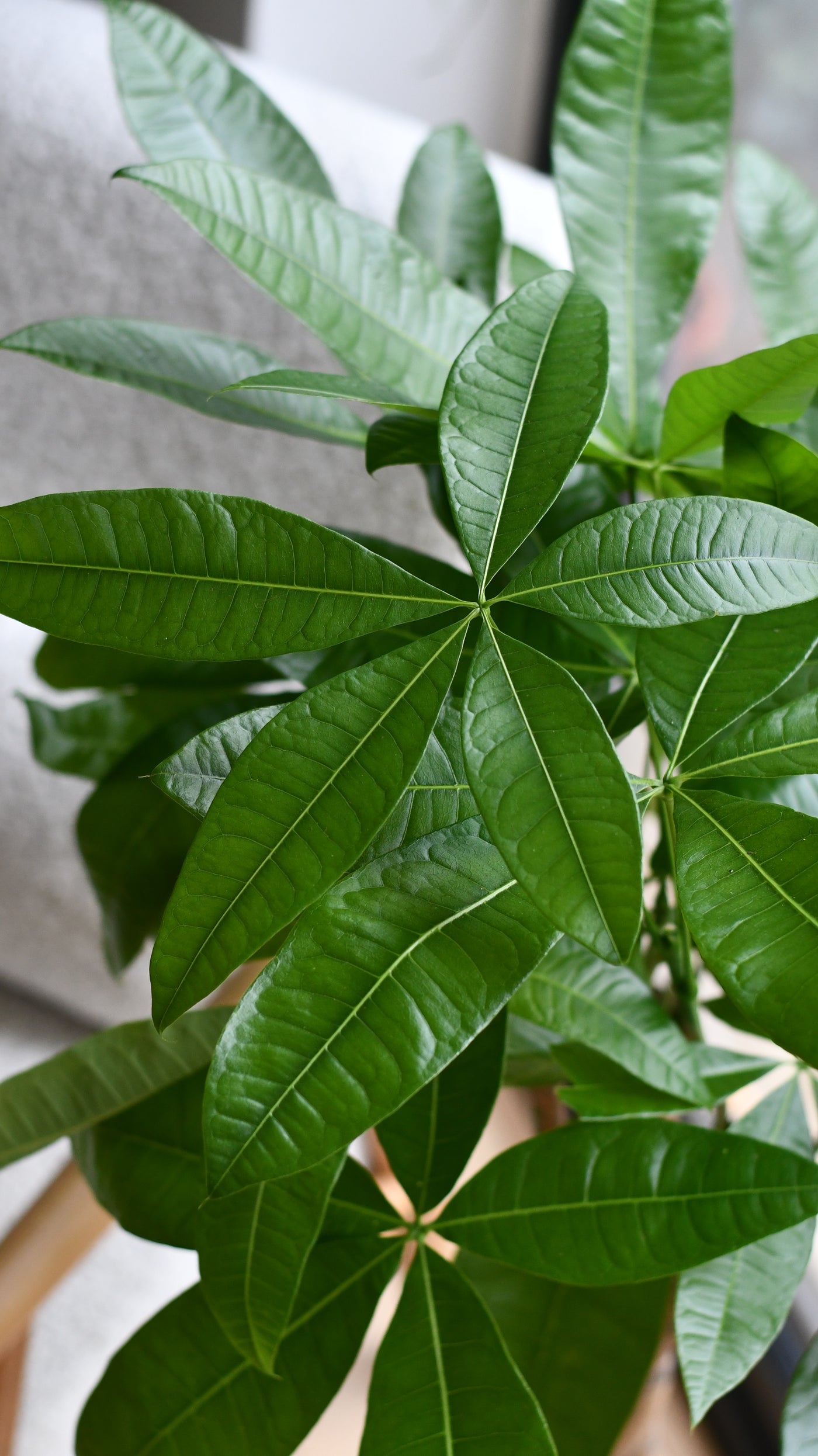 Pachira Tree in Basket